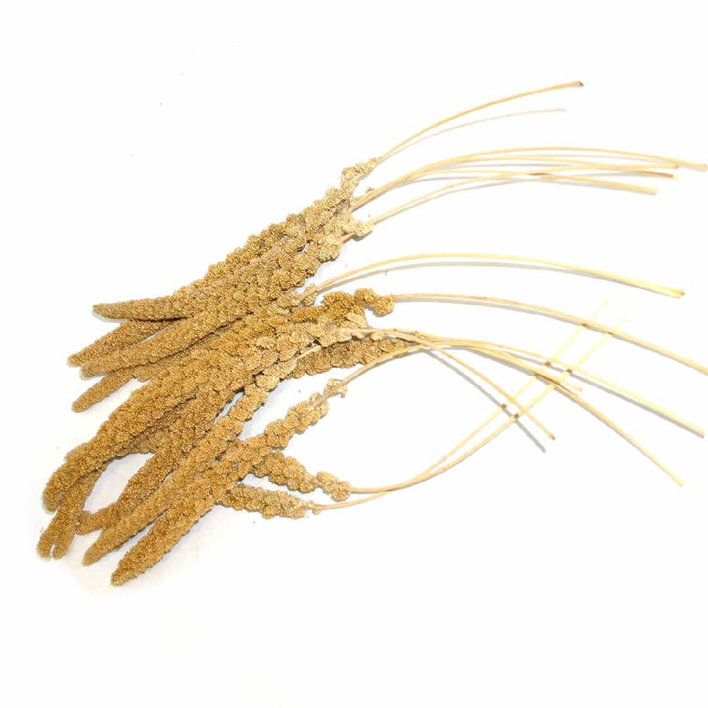 Trosgierst Frans Geel 17kg