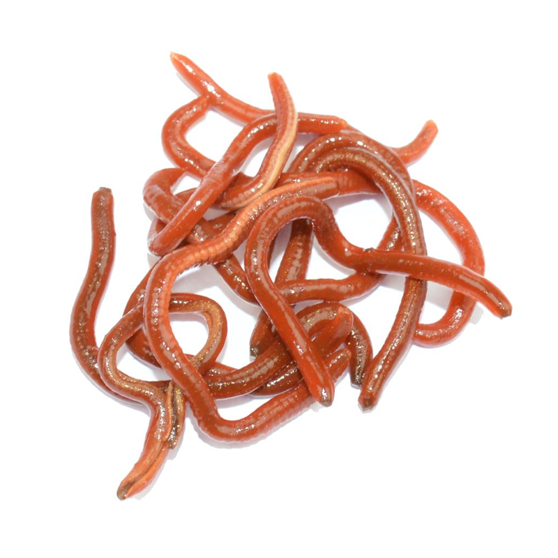 LFT Like Life – Worms 30ml.