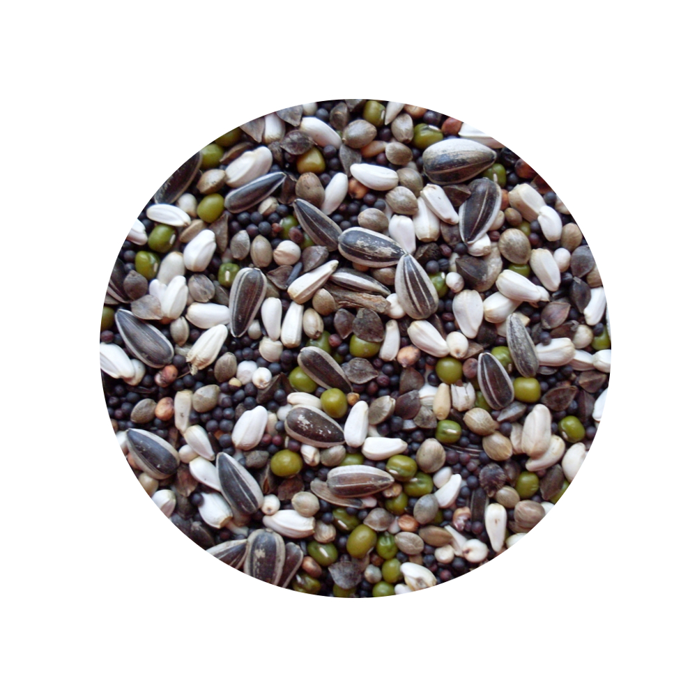 GEKLEURD KIEMZAAD (GROF) 1KG