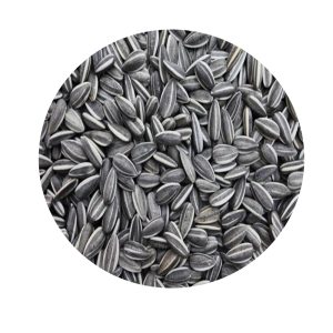 GESTREEPTE ZONNEBLOEMPITTEN