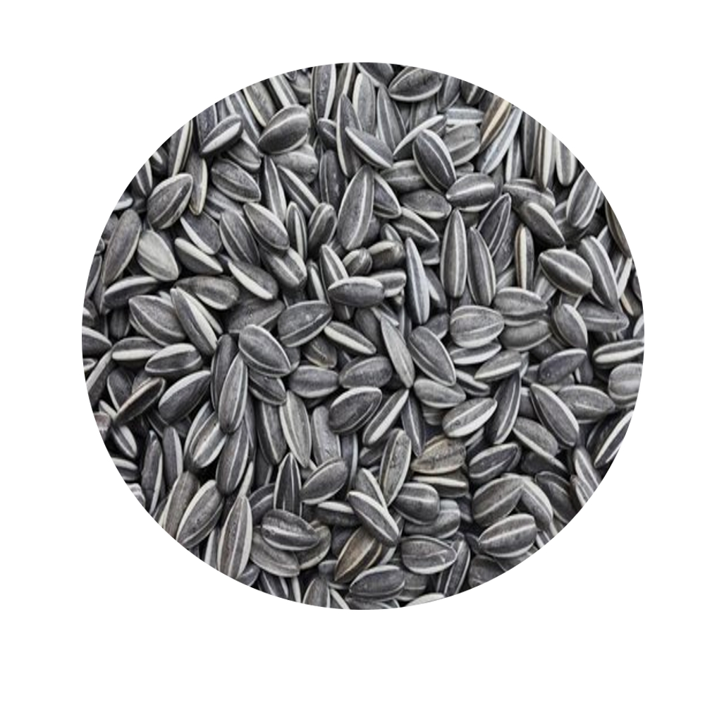 GESTREEPTE ZONNEBLOEMPITTEN